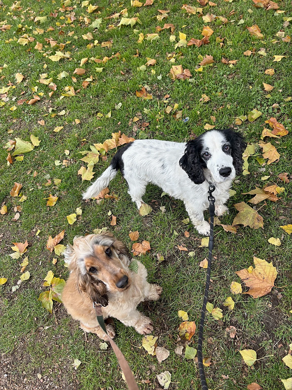 Two spaniels enjoying an autumn walk