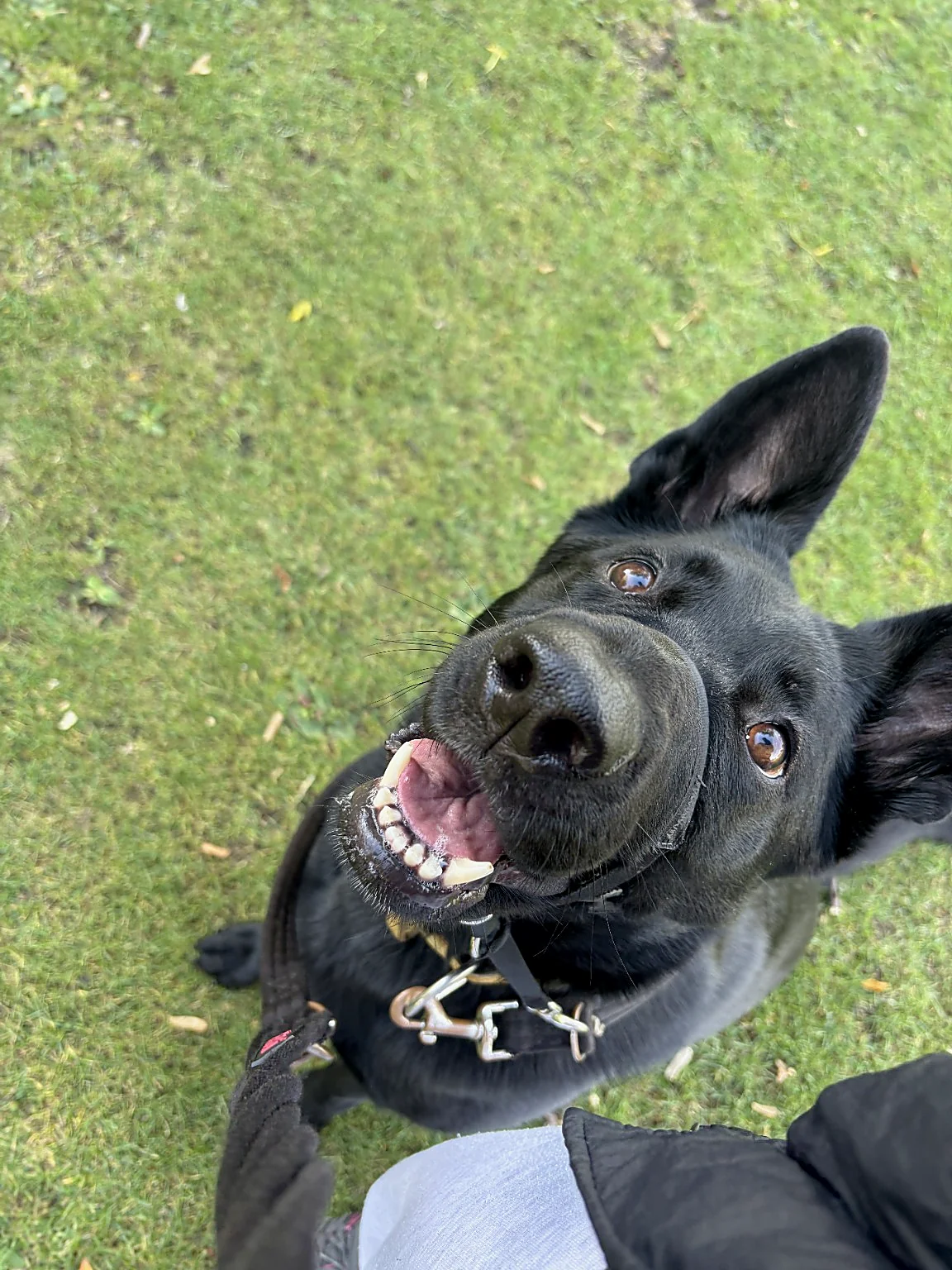 Playful black dog smiling at the camera