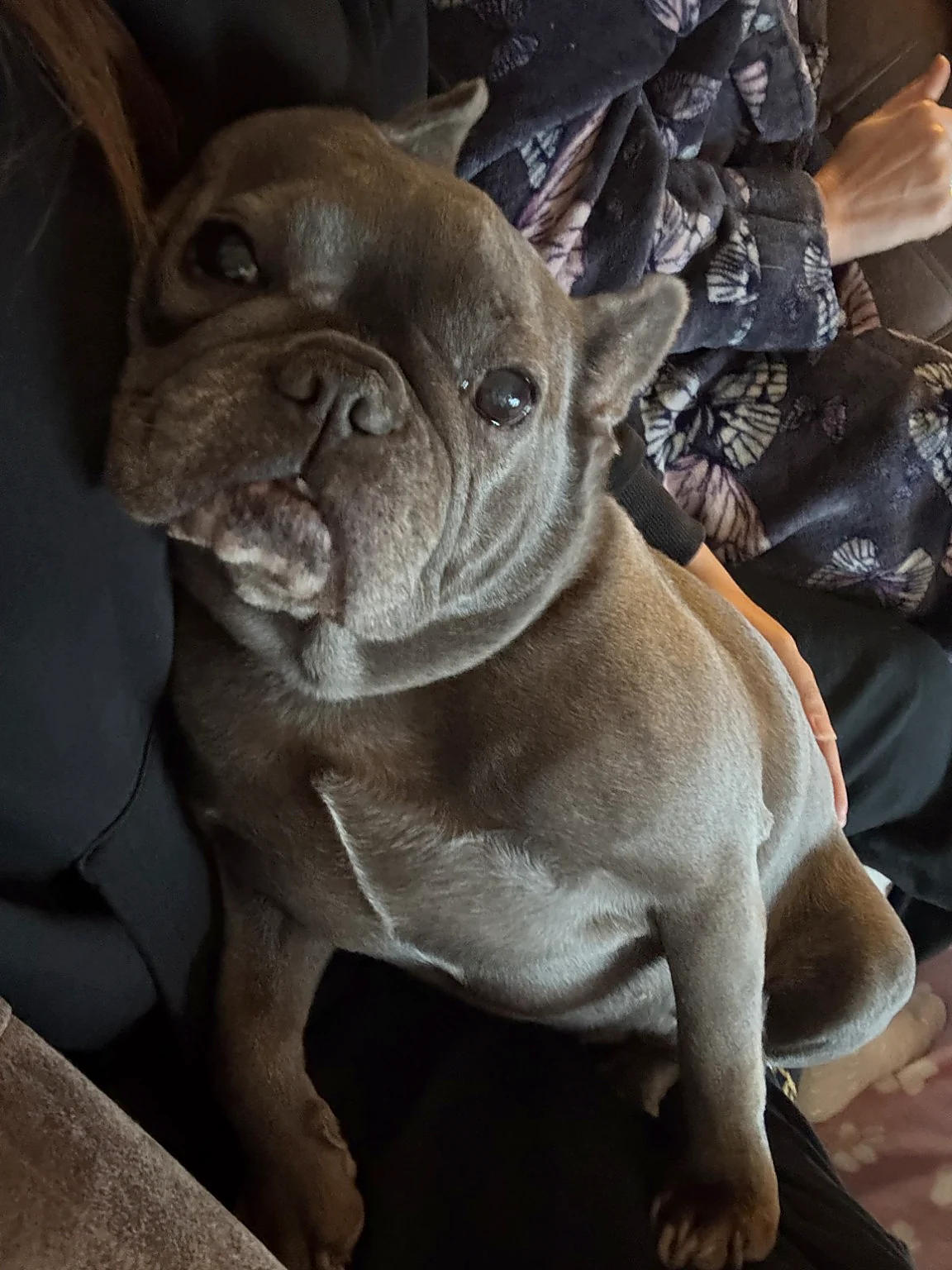 A relaxed small brown dog receiving cuddles at home