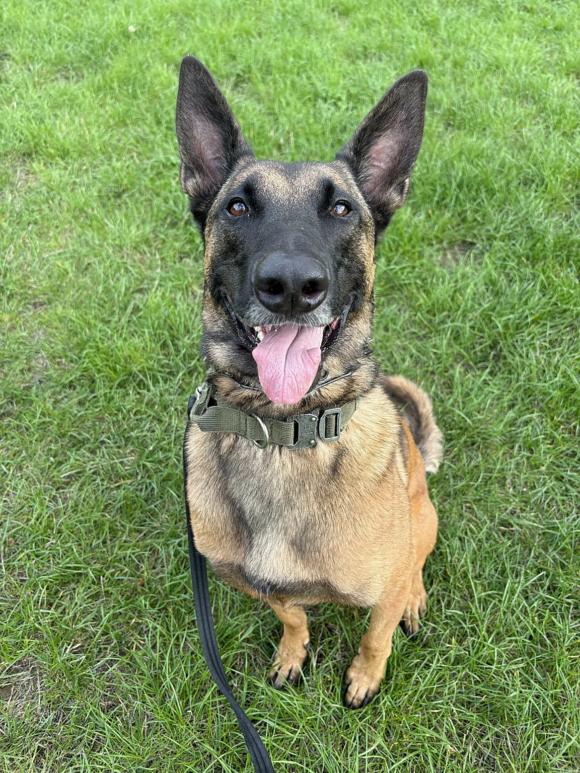 Happy shepherd-type dog sitting in the grass