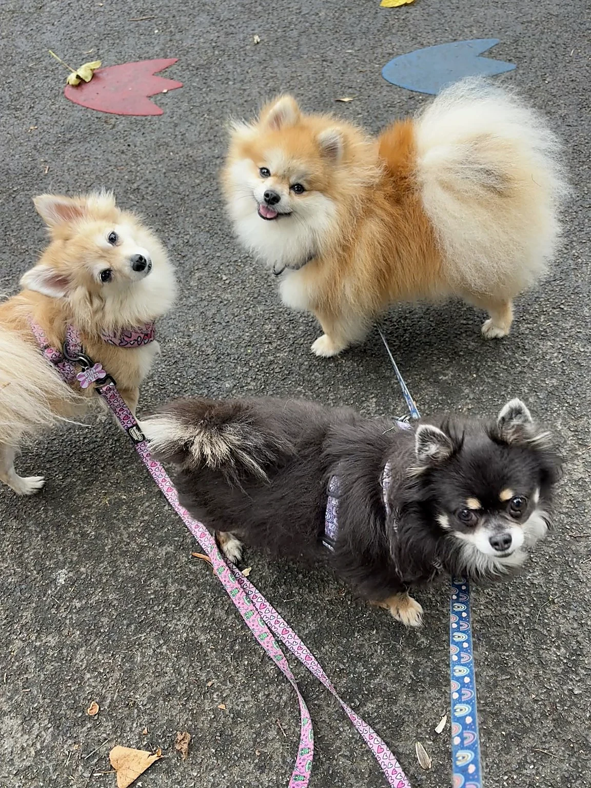 Three fluffy small dogs enjoying time together