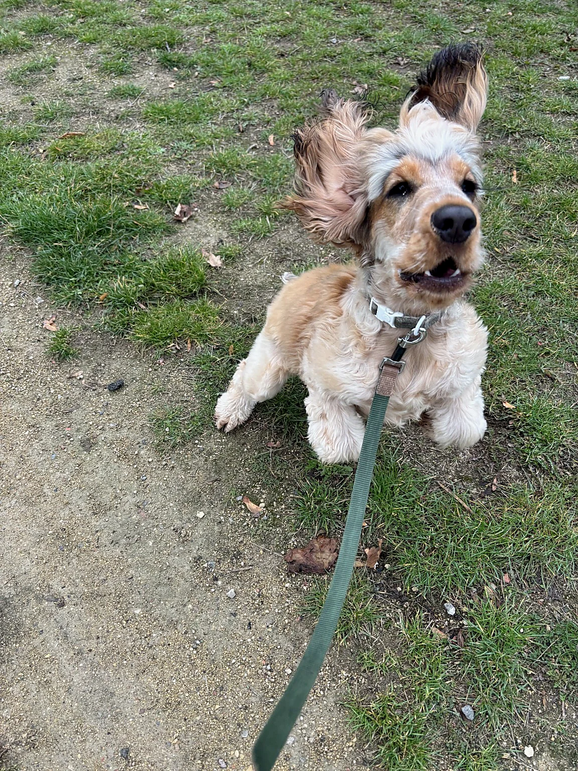 Spaniel mid-bounce with ears in the air